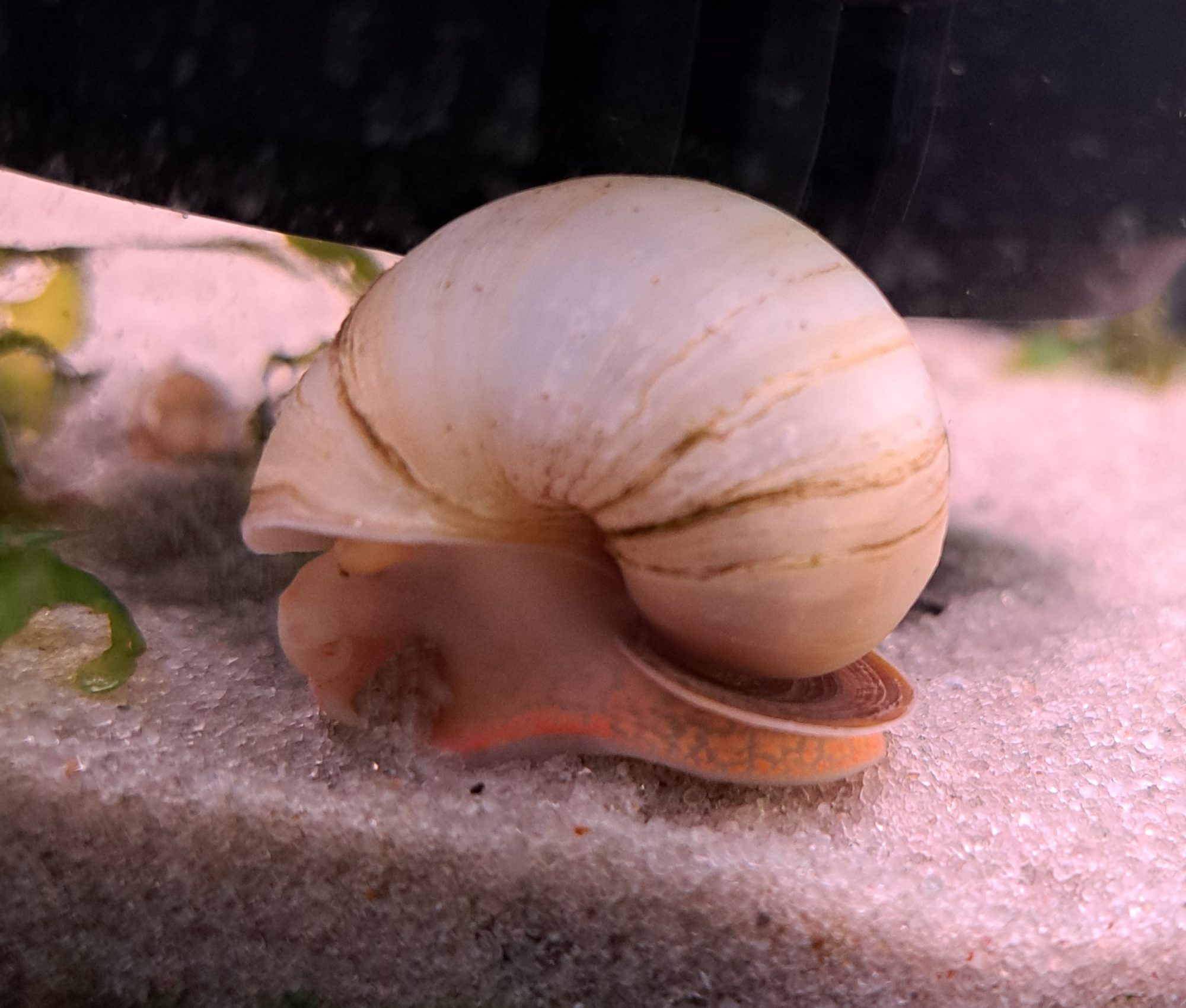 Coral Ivory Mystery Snail
