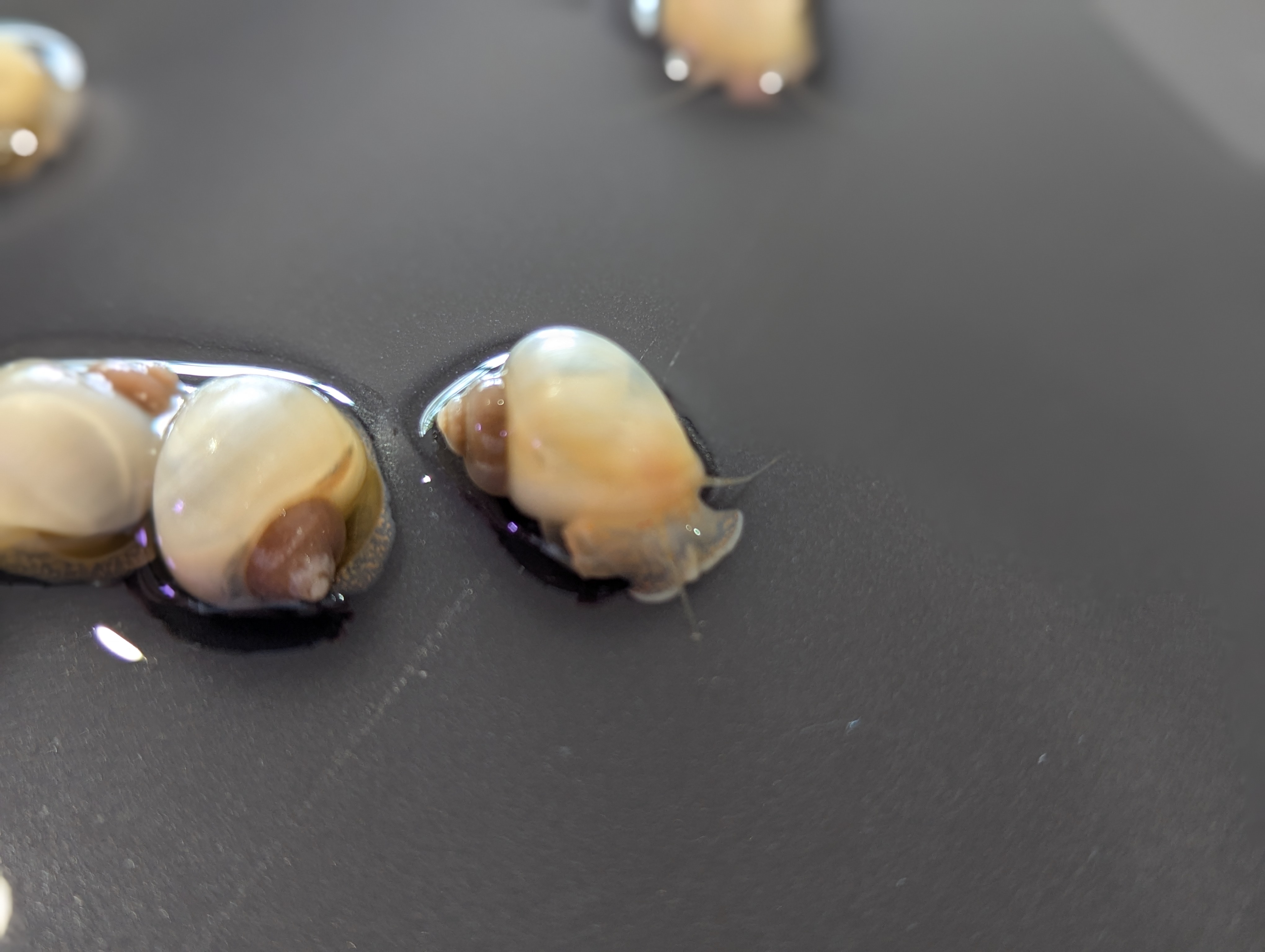 Sunset Ivory Mystery Snail