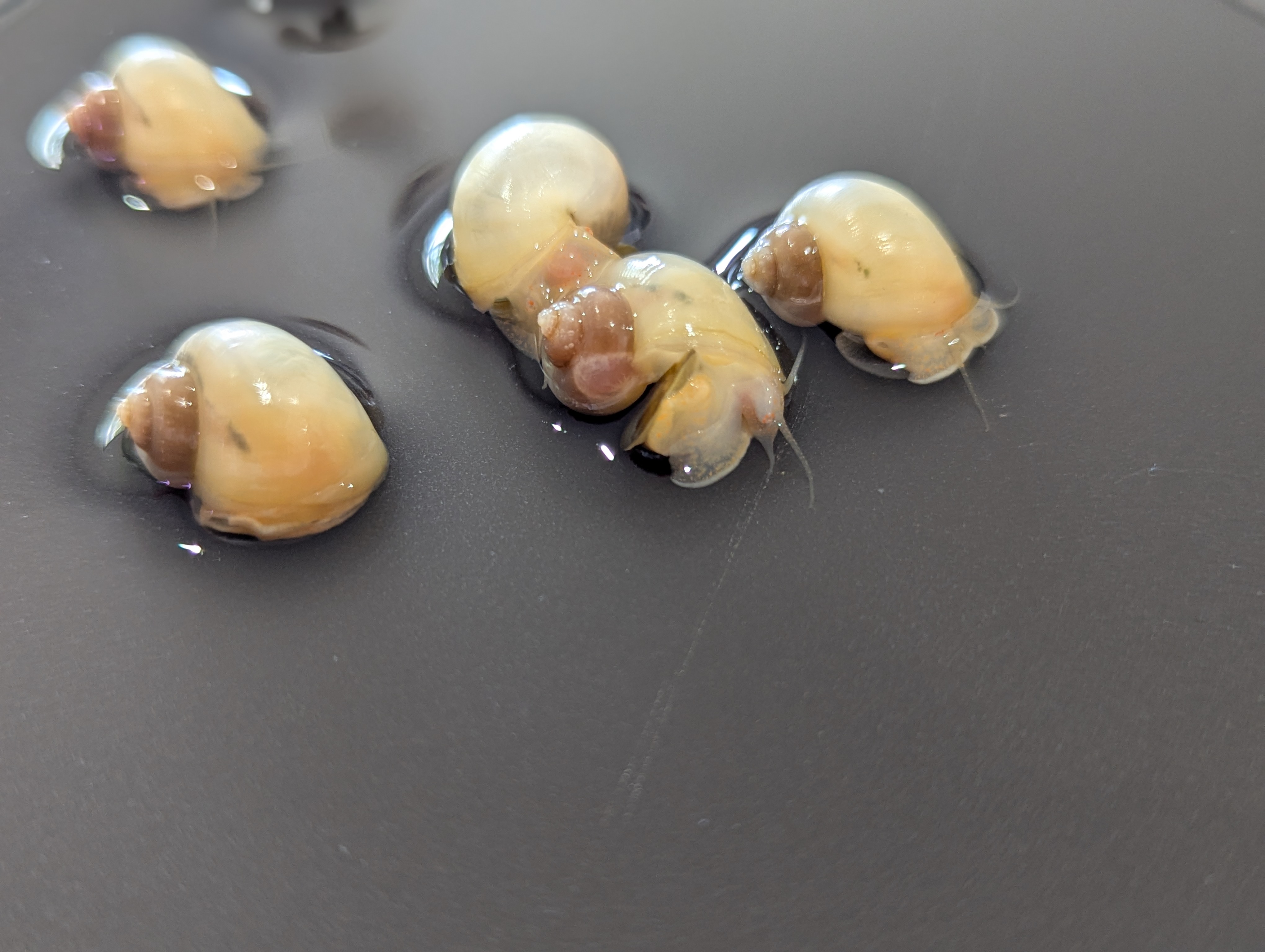 Sunset Ivory Mystery Snail