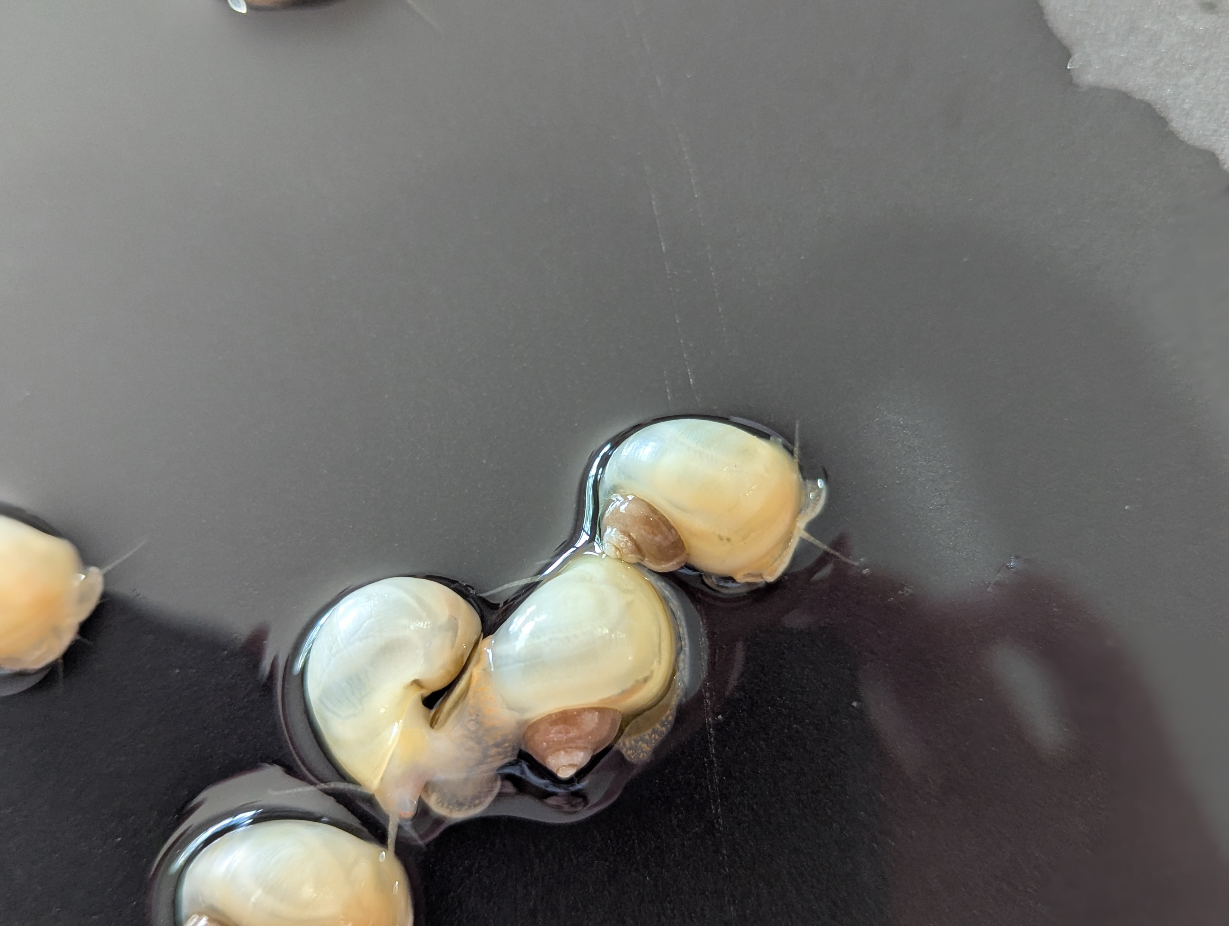 Sunset Ivory Mystery Snail