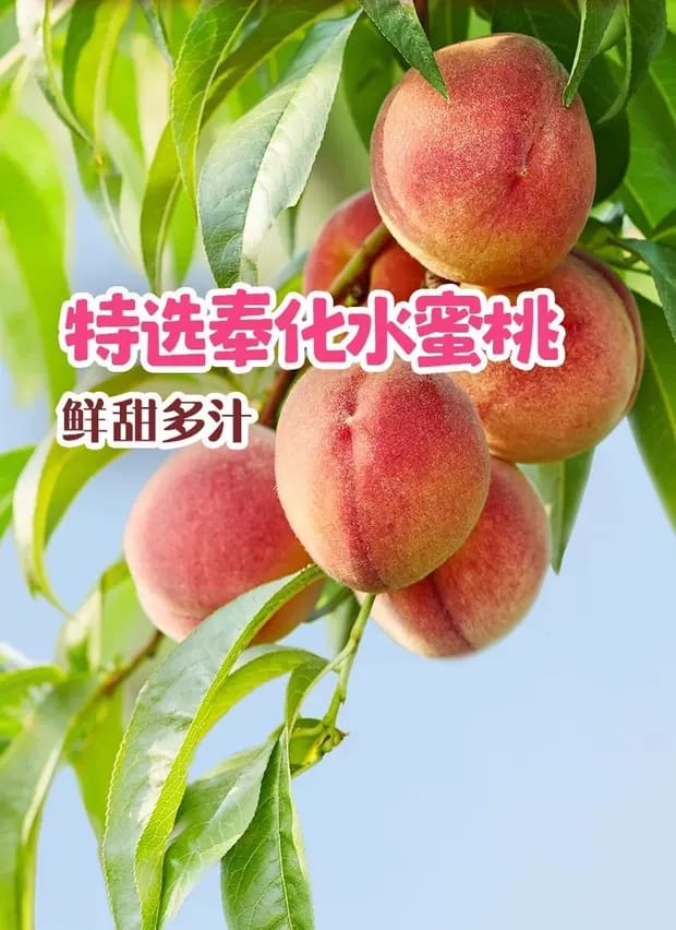 康师傅水蜜桃 500ML Master Kang Peach Juice 500ML