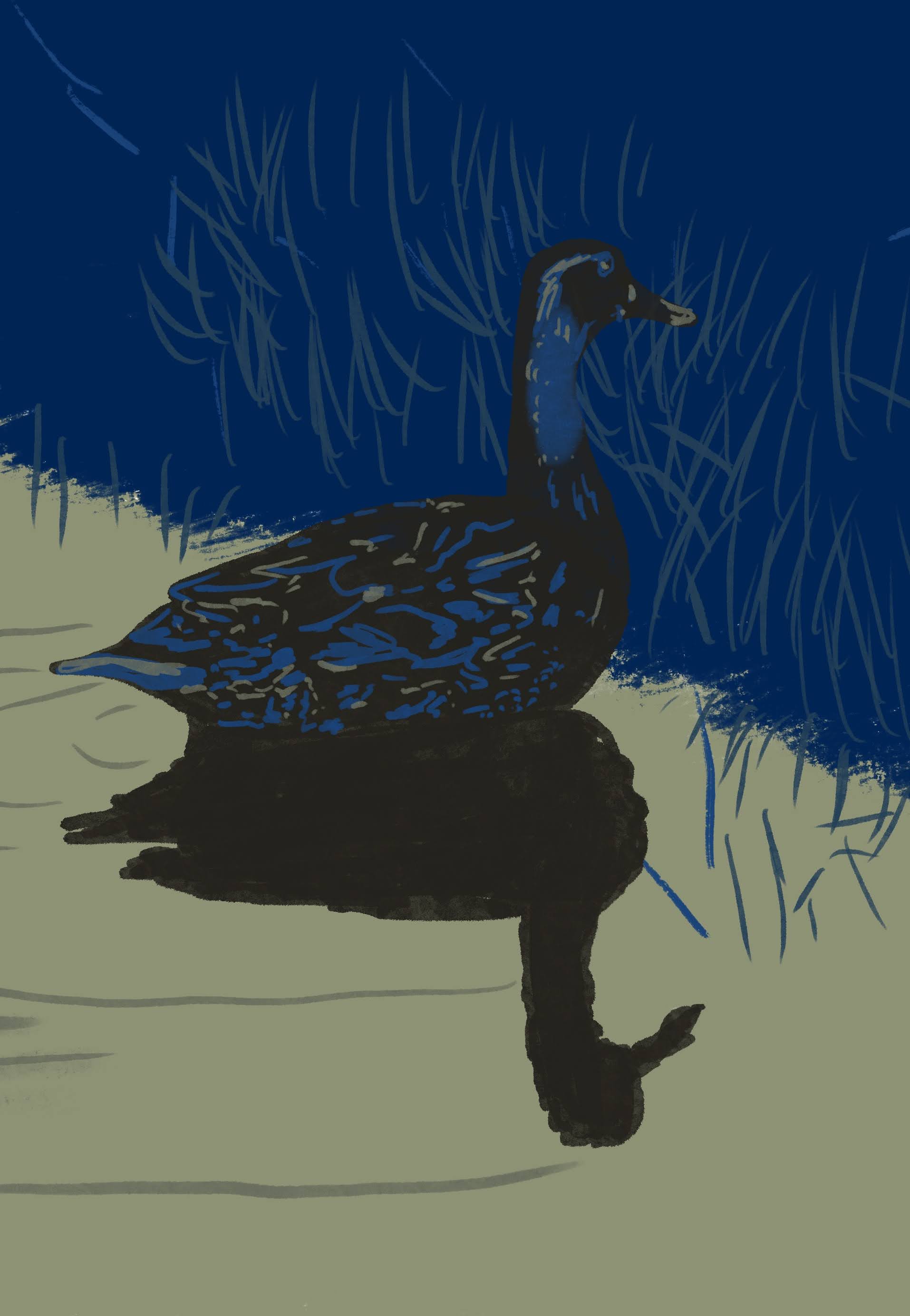 Kunstdruck Echo Ente