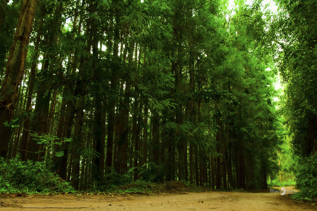 Floresta de Pinheiros