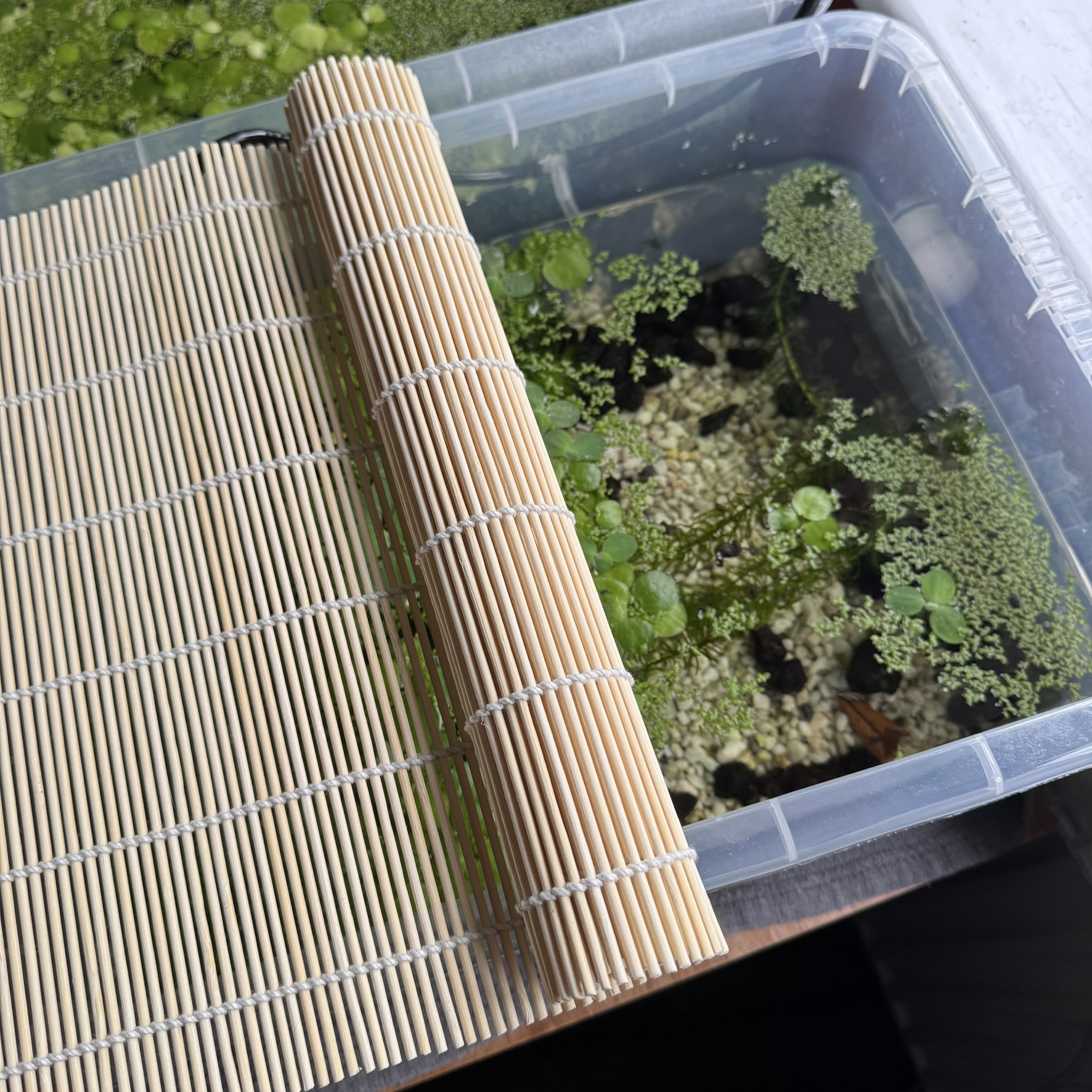 Bamboo Roll / Mat / Screen 45cm x 30cm