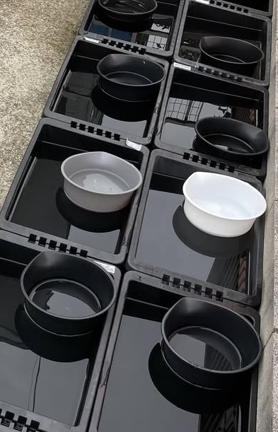 Medaka Sorting / Photography Bowl