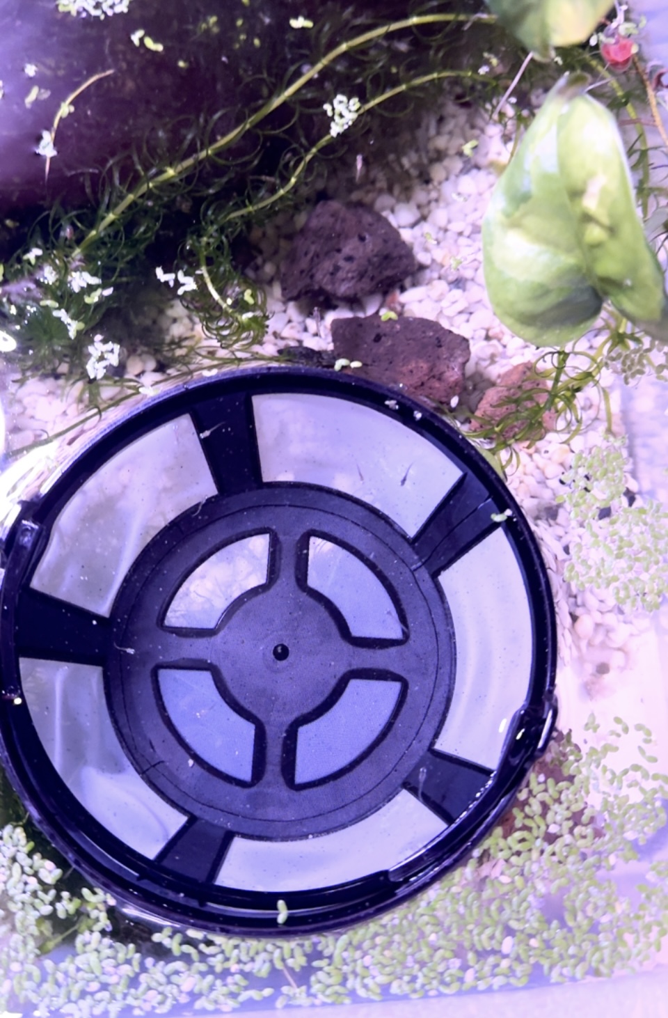 Medaka Floating Breeding Fry Isolation Basket