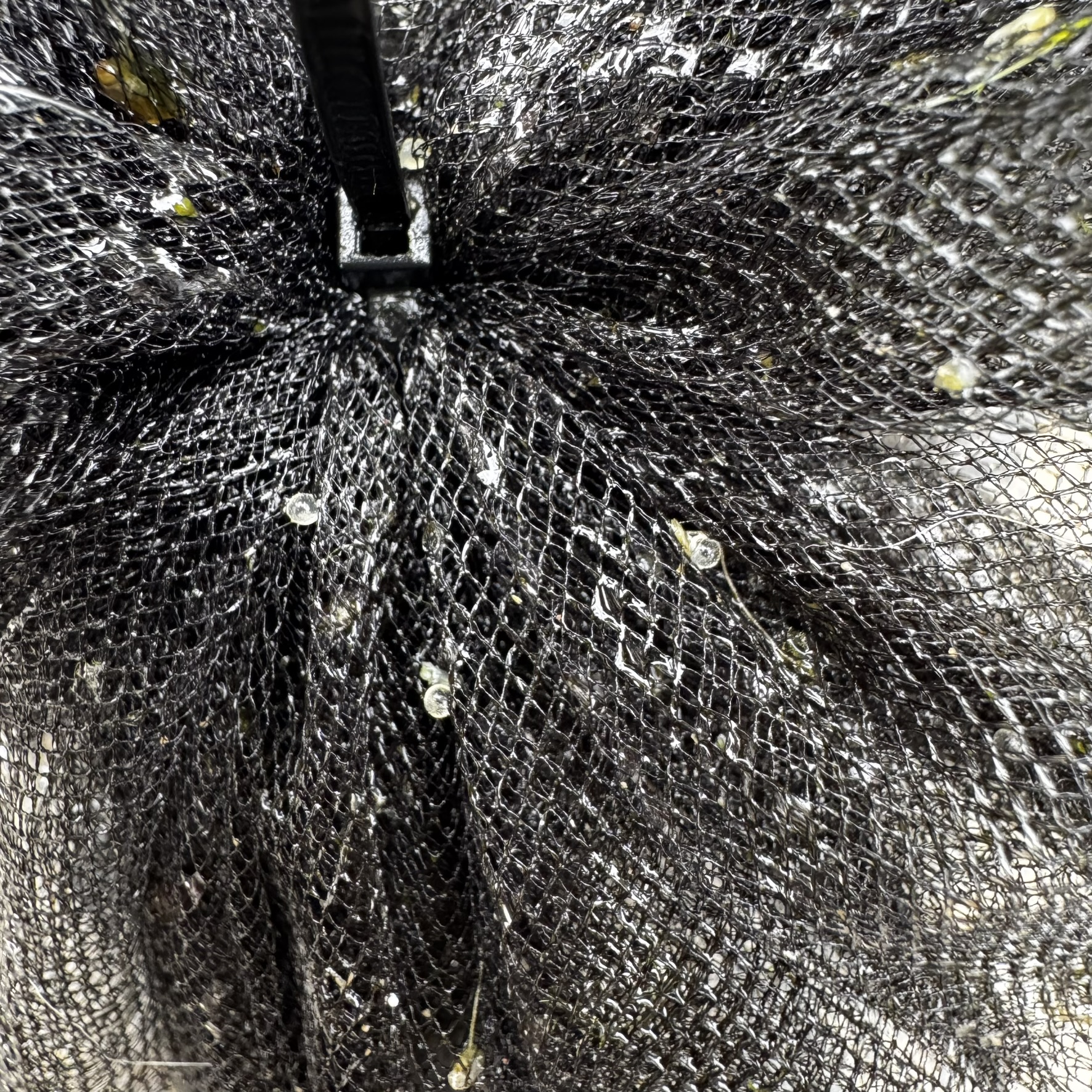 2 x Medaka Floating Breeding & Spawning Mop