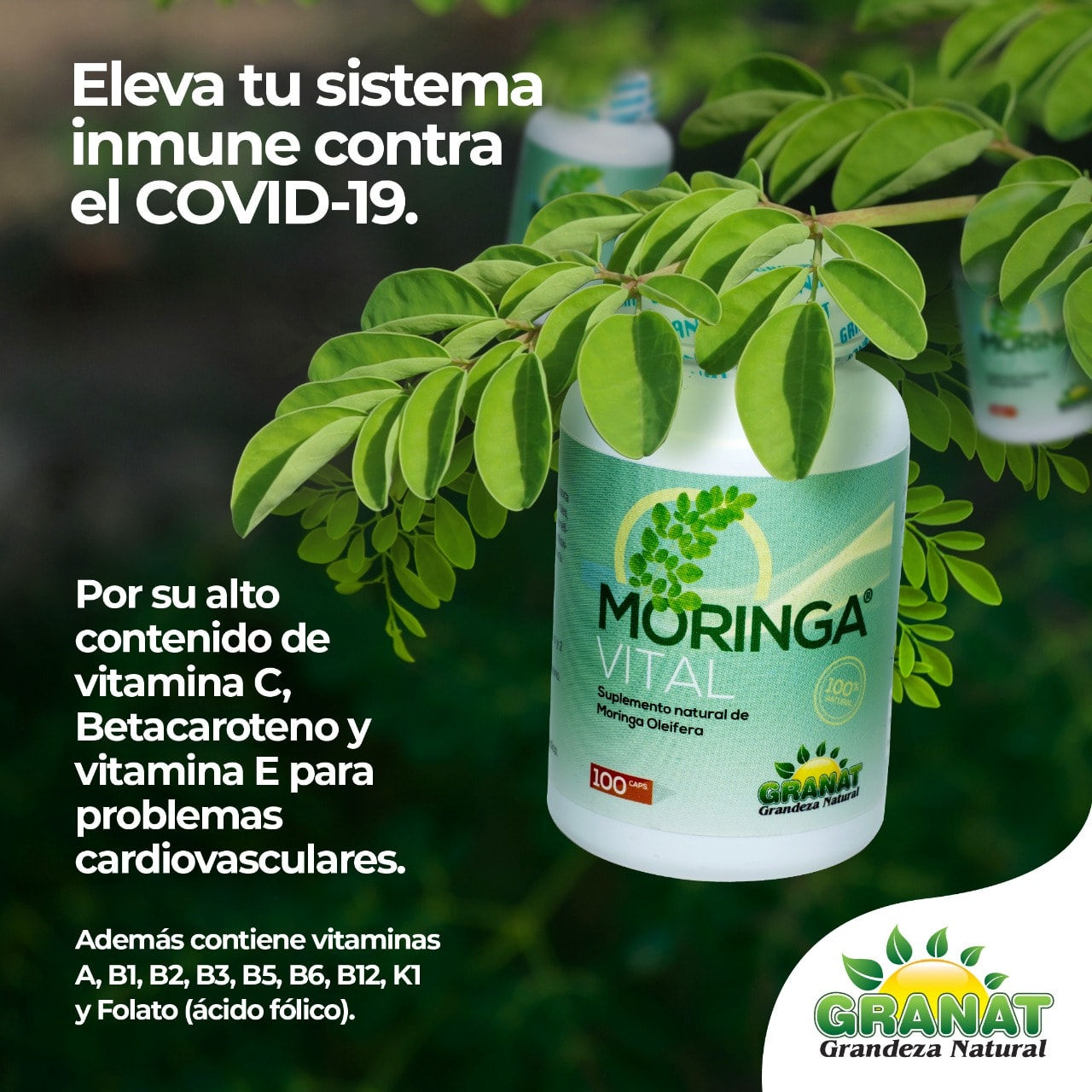 Moringa Vital Granat