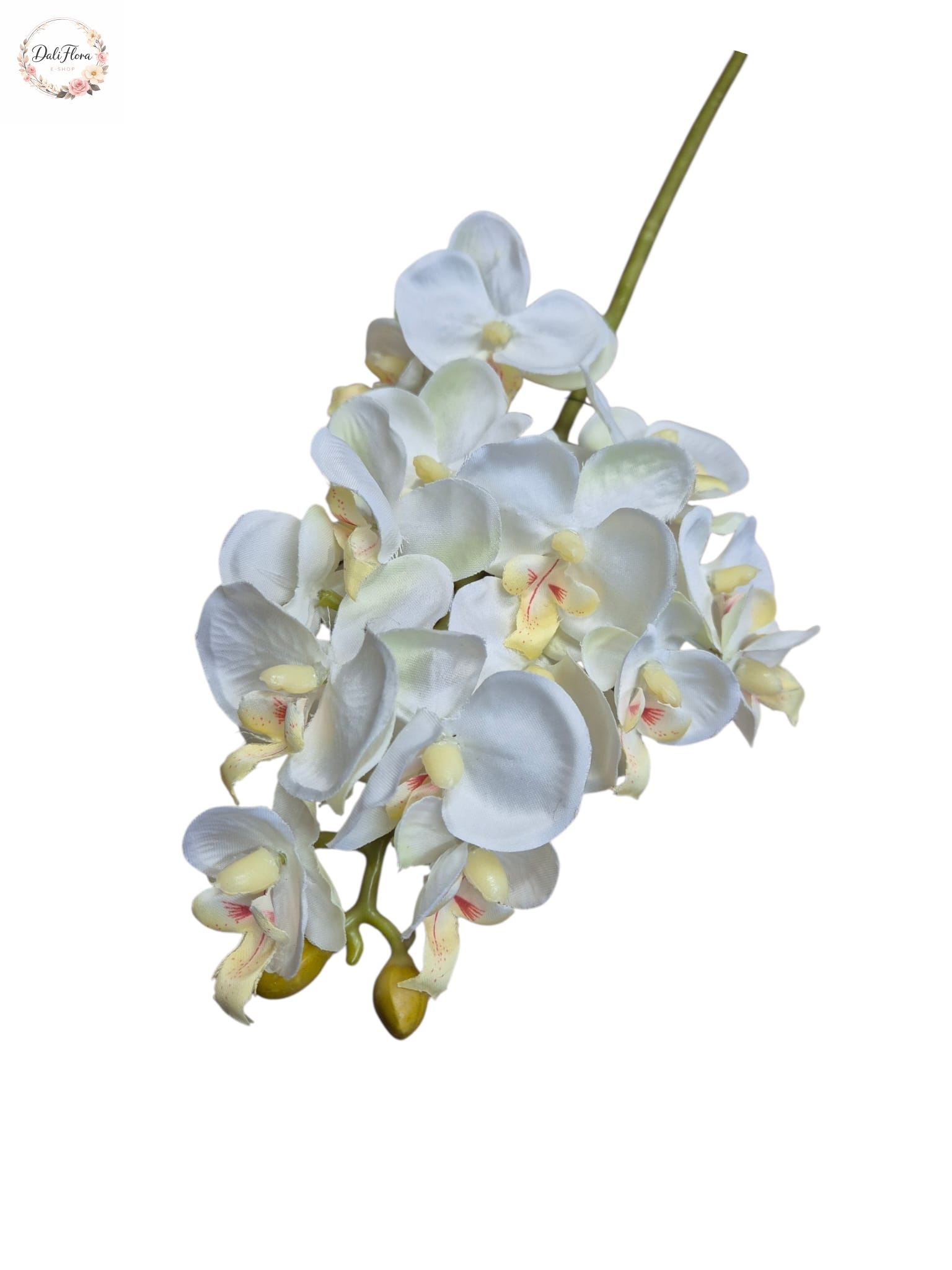 Smulkiažiedė orchidėja (balta)