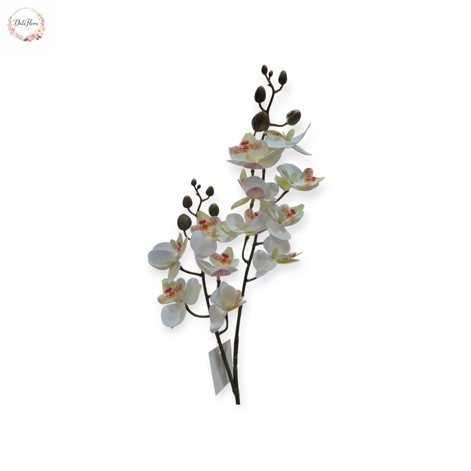 Smulkiažiedė orchidėja (balta)