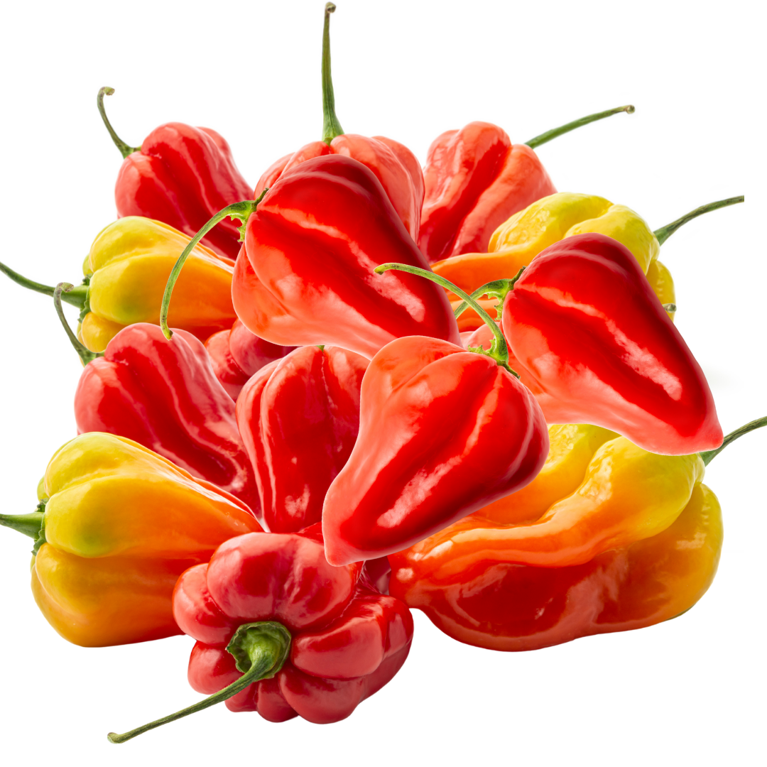 Fresh Habanero Peppers