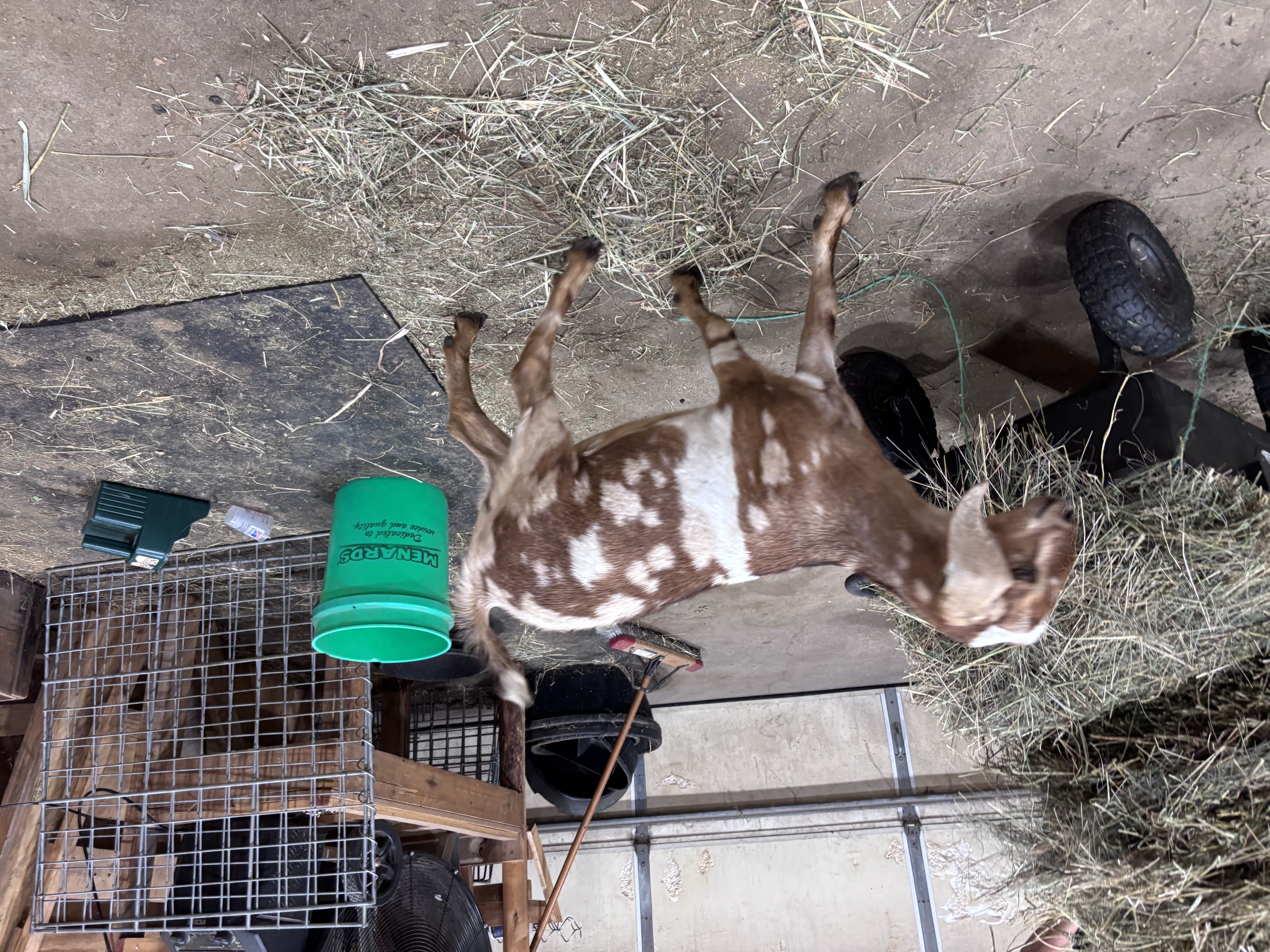 Aspen - Doeling