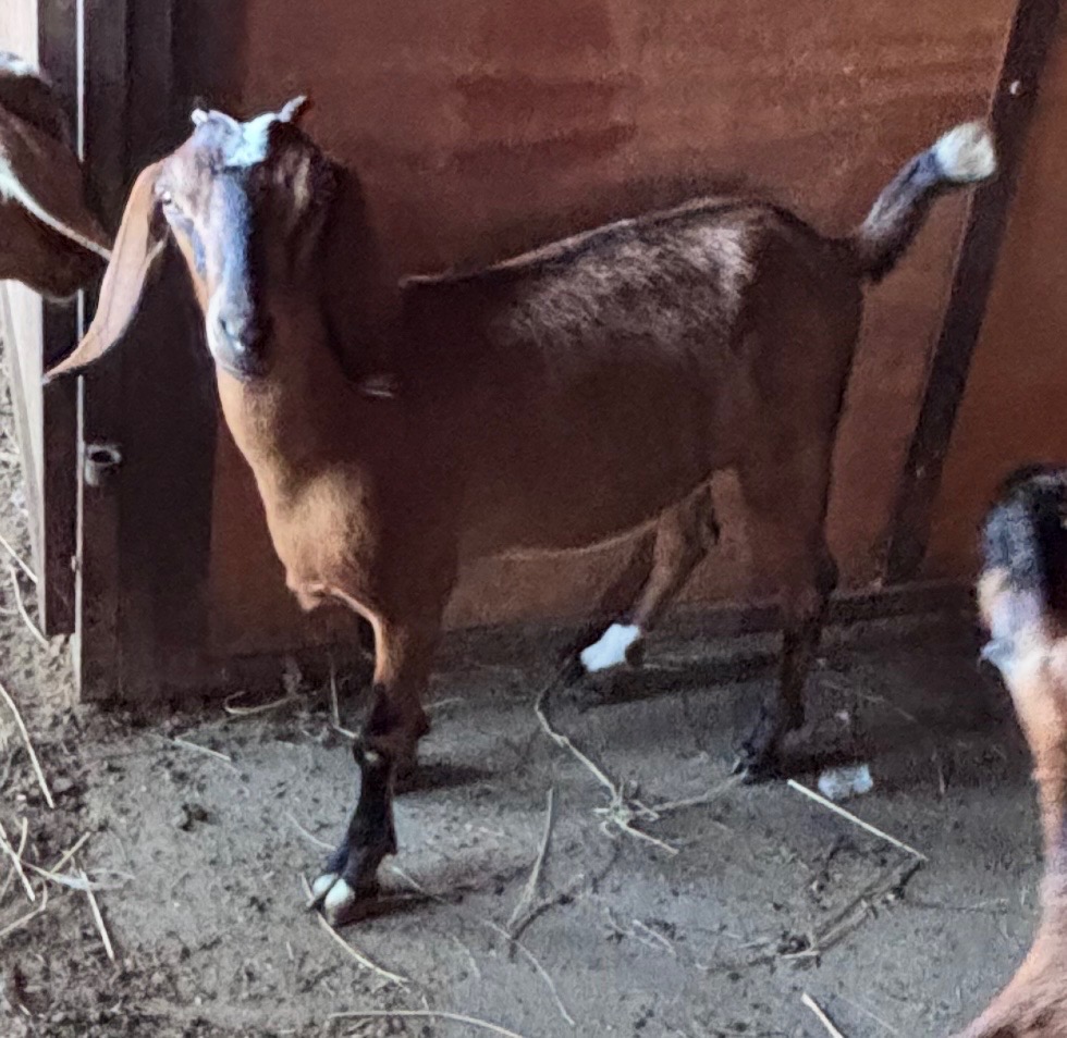 Willow - Doeling