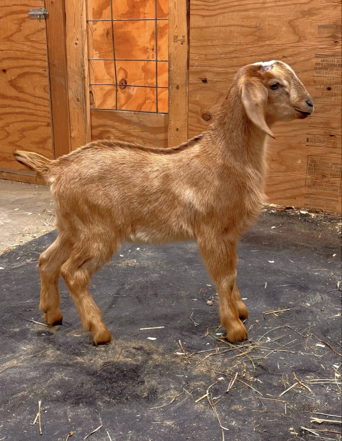 Chestnut - Doeling