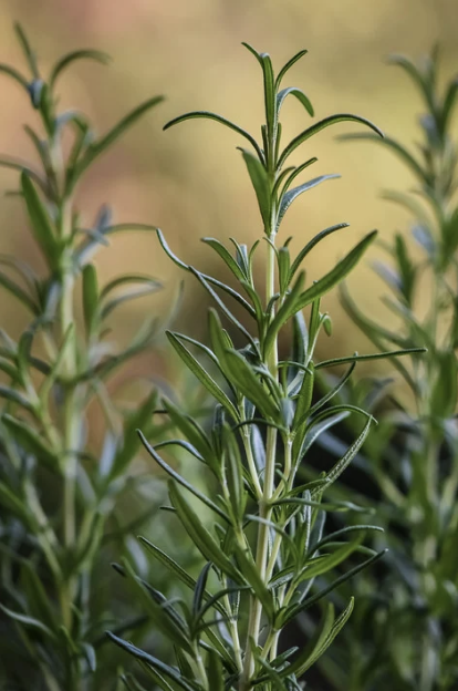 Mielle Rosemary Mint Scalp & Hair Strengthening Oil