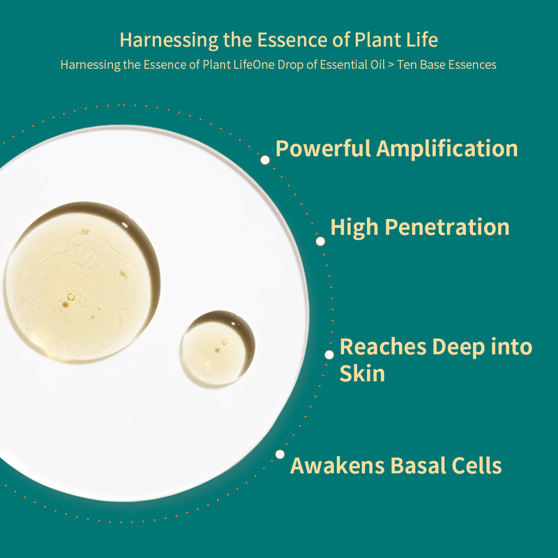 Crogooe Wormwood Essential Oil