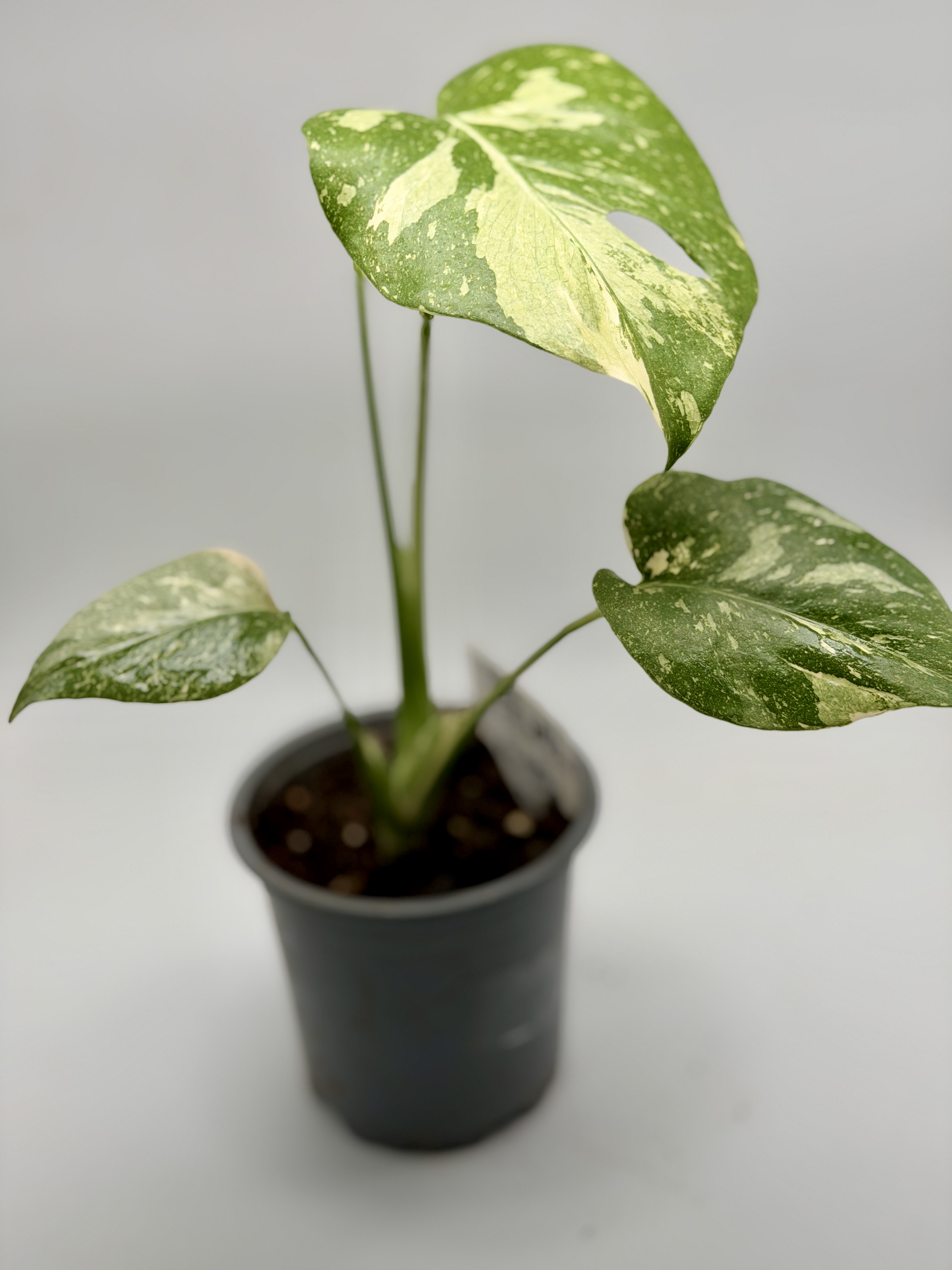 Monstera Thai Constellation