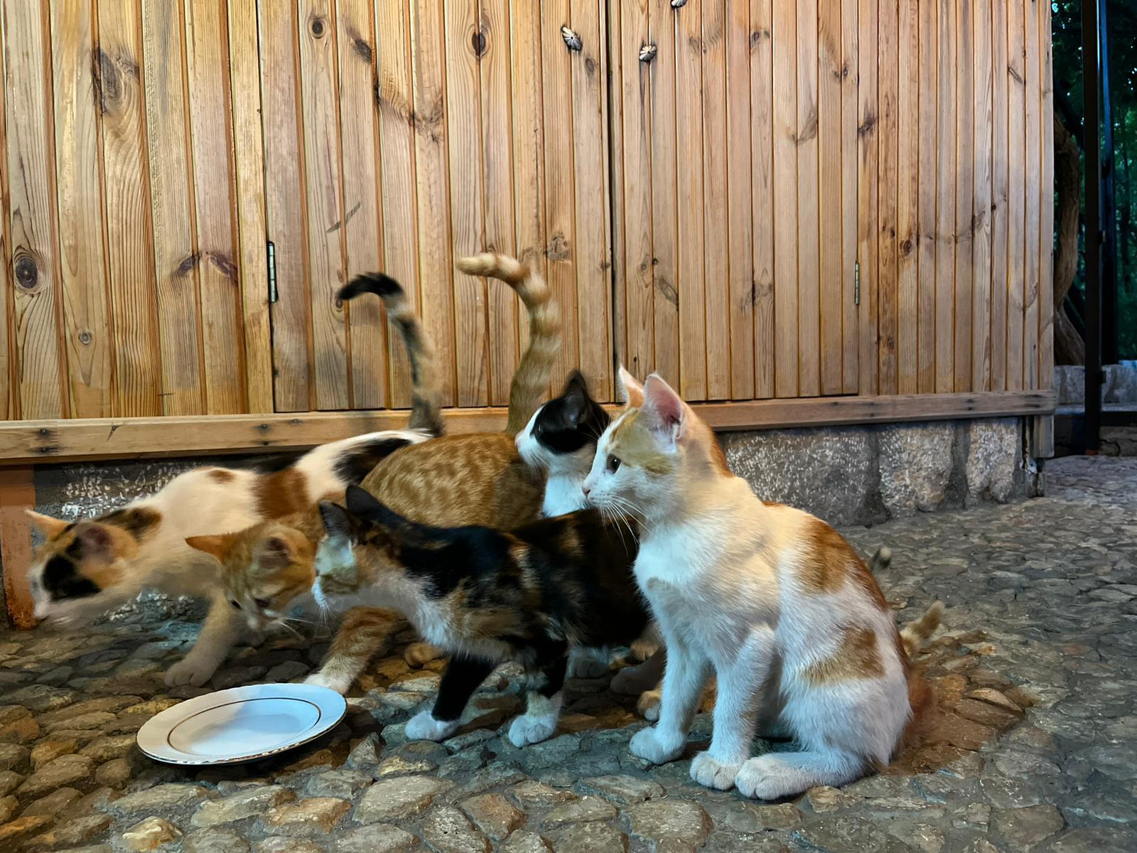 Kemaliye Semobolik Ev | 11.551 m² Tek Tapu Özel Mülk