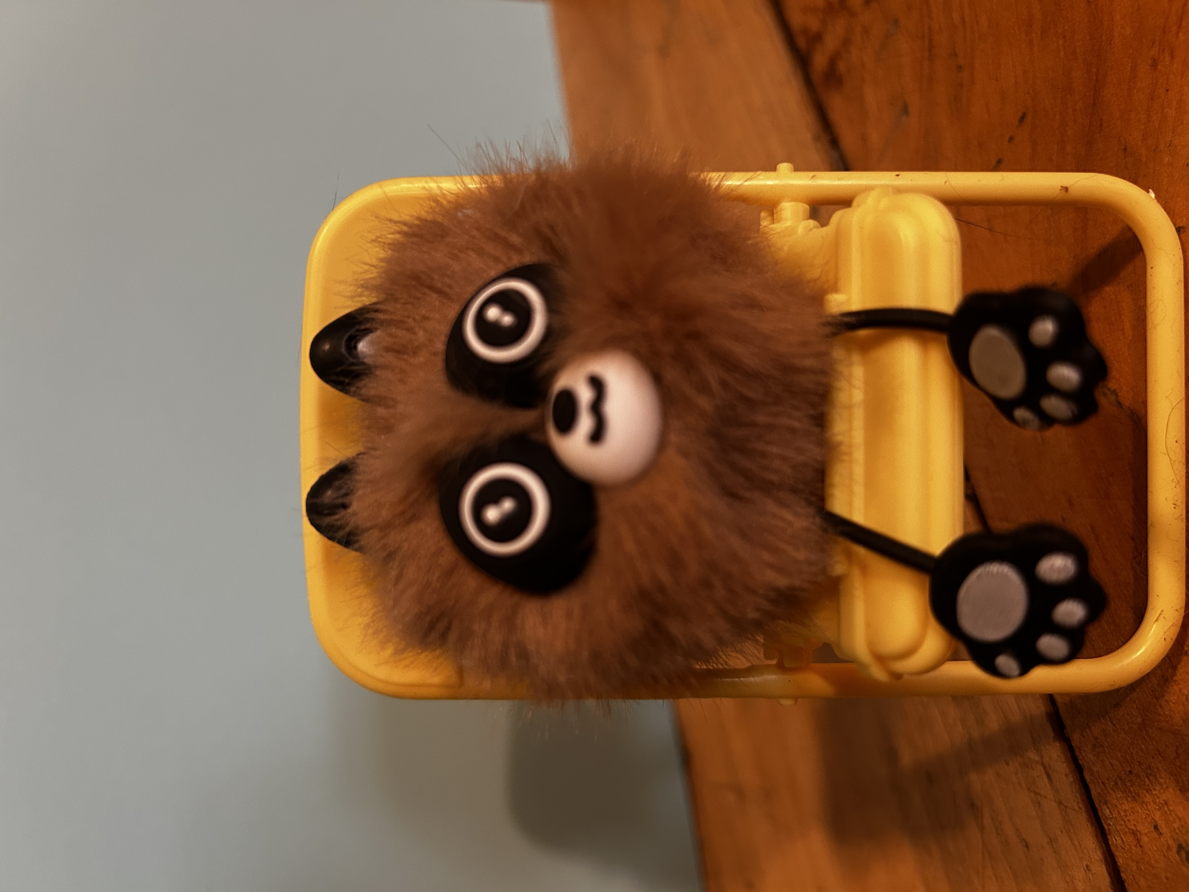 Fluffy Brown Mooncoon Cat