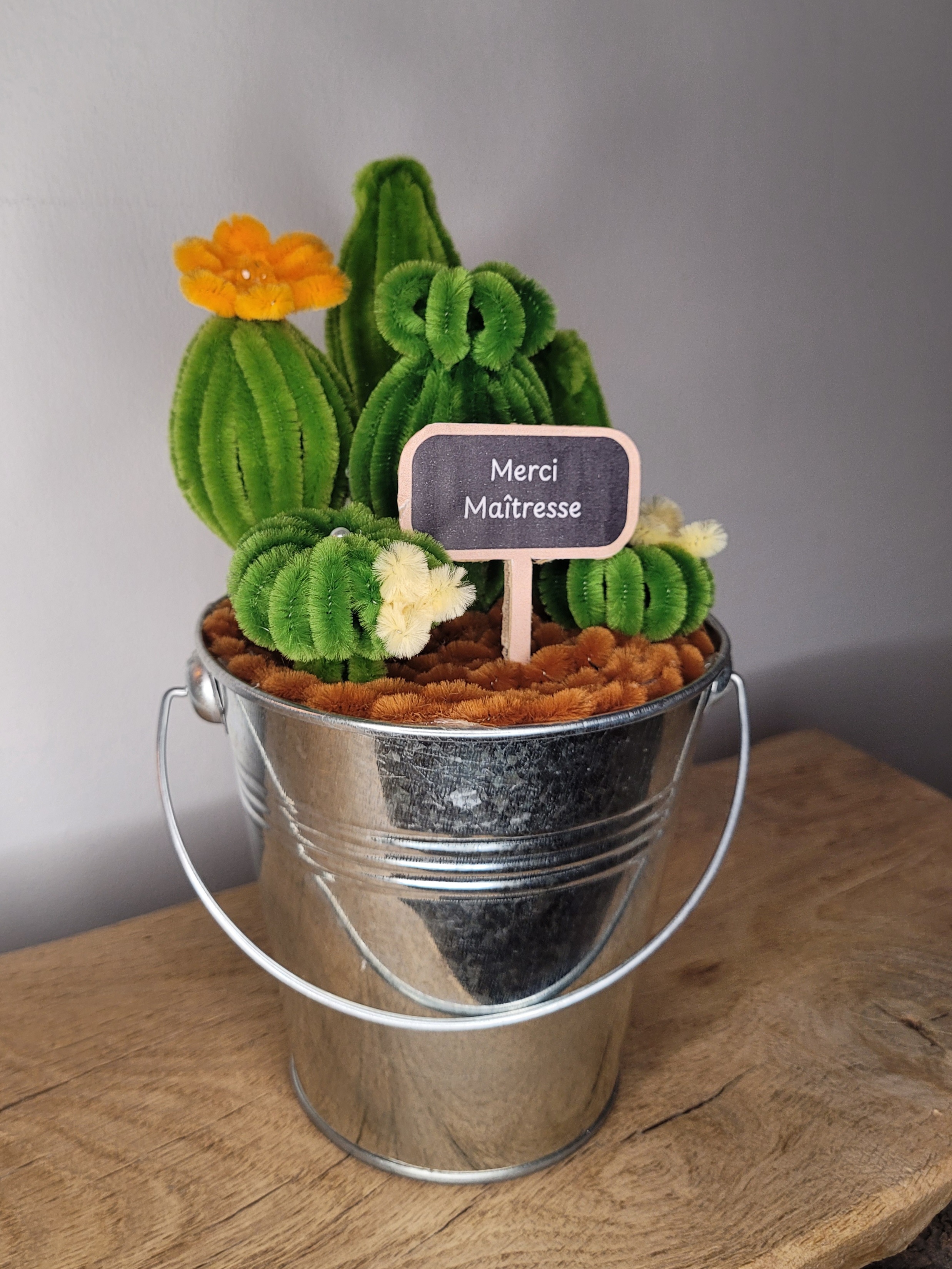 Composition de 6 cactus 