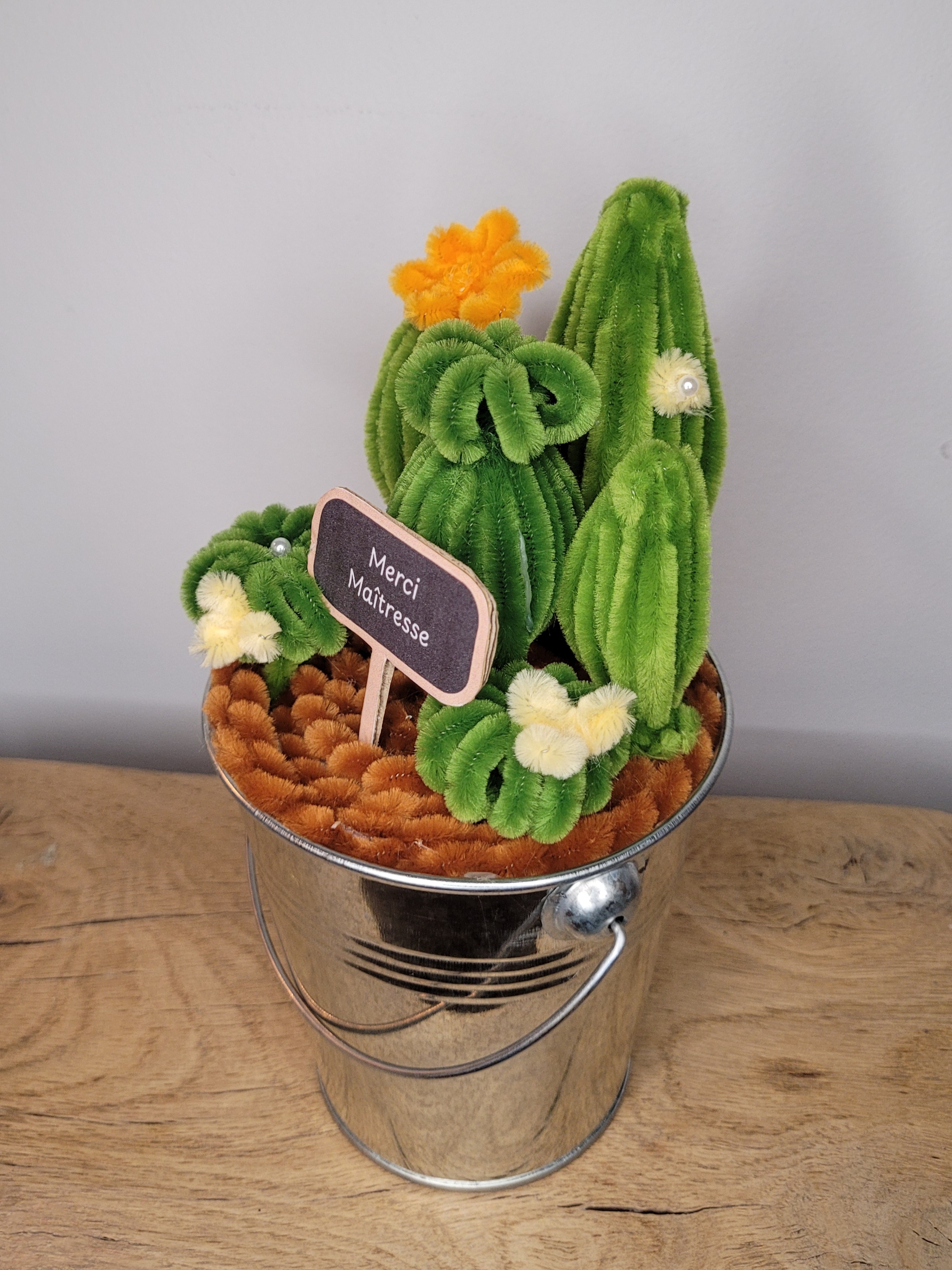 Composition de 6 cactus 