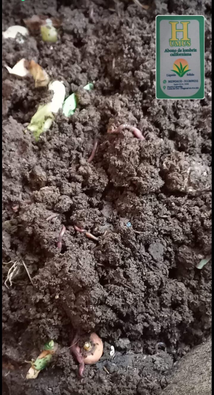 humus solido de lombriz californiana. 