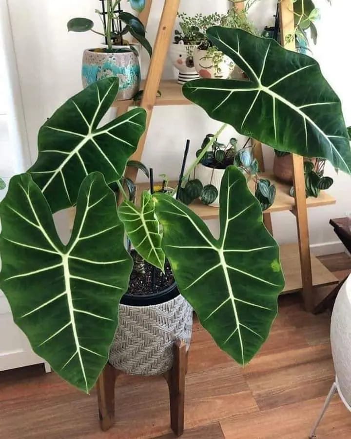 humus solido de lombriz californiana. 