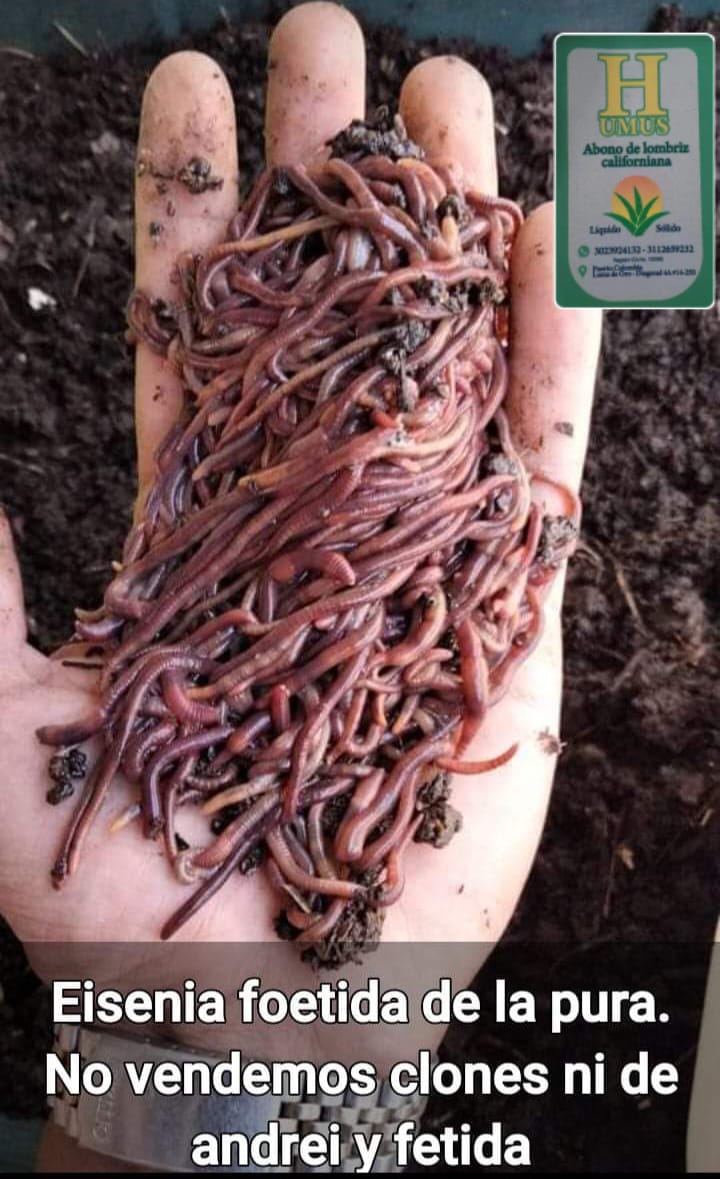 humus solido de lombriz californiana. 