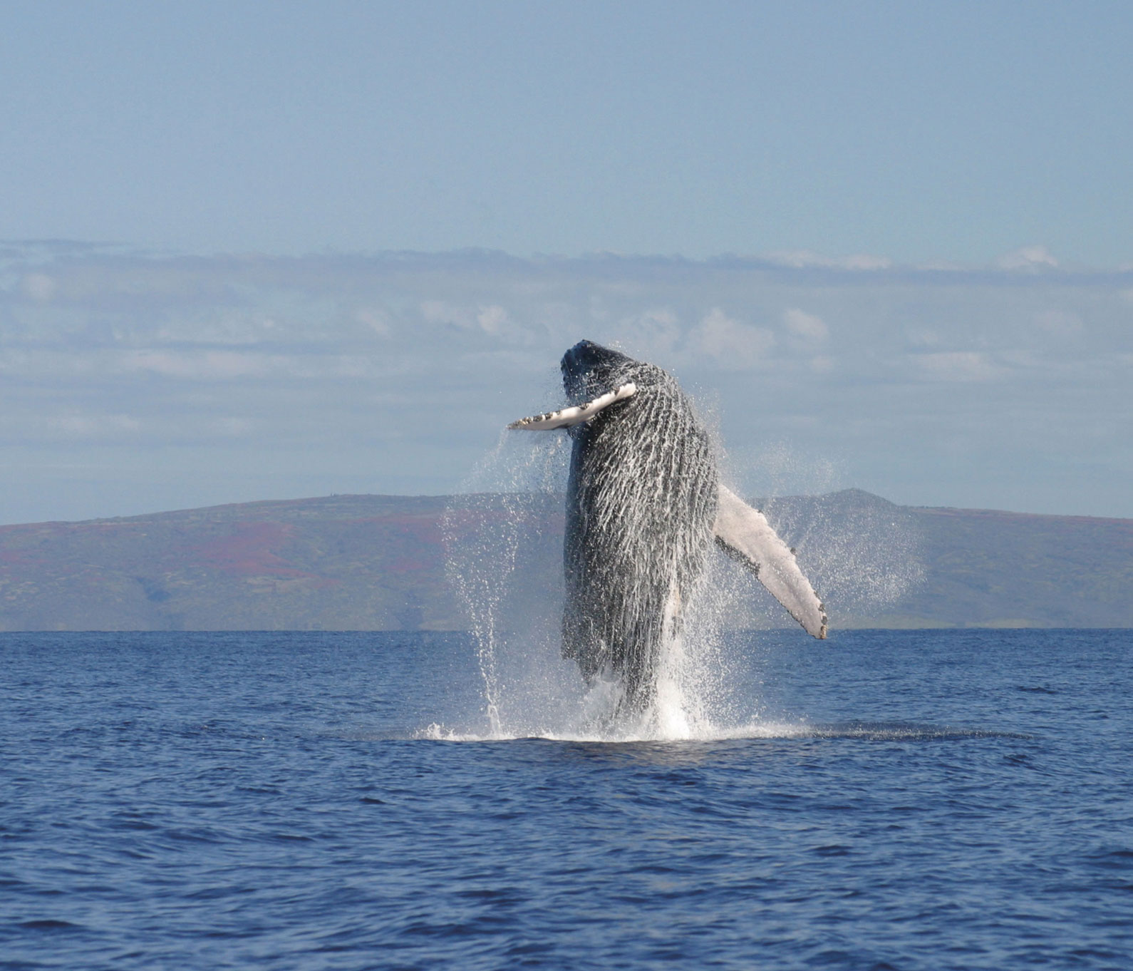 AVISTAMIENTO DE BALLENAS EN GUAYABITOS