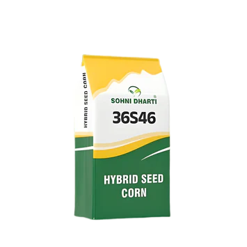 Hybrid Seed Corn 36S46