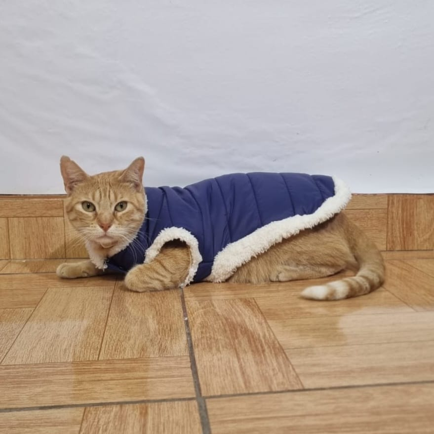 Chaleco North Face para gato