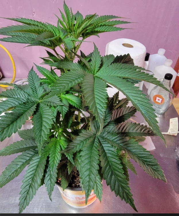 Minnesota Strawberry Skunk