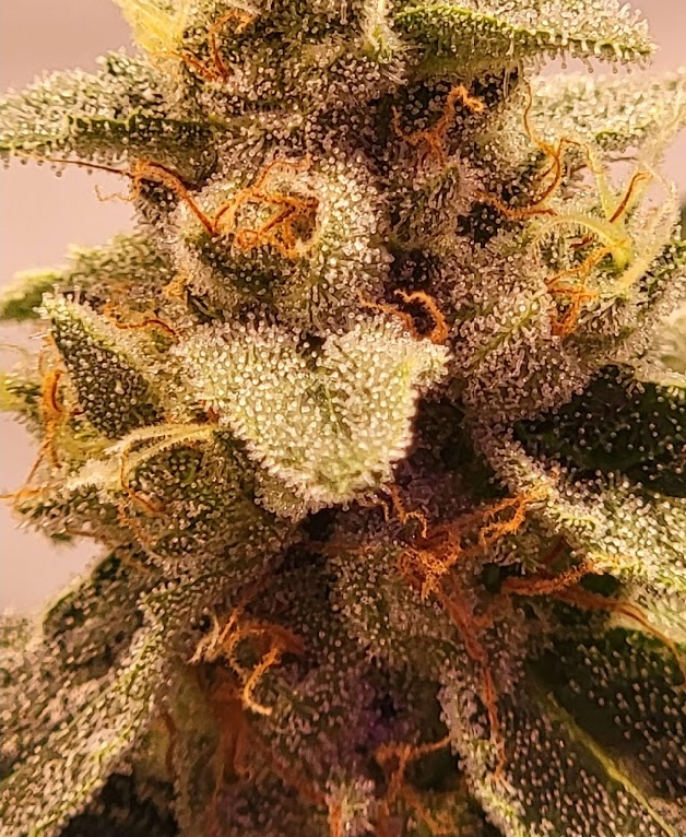 Minnesota Strawberry Skunk