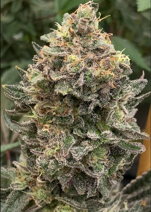 Roadkill Skunk x Roadkill Skunk