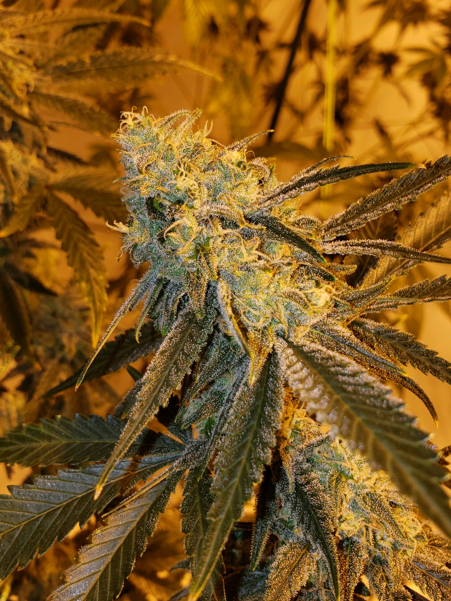 Skunk in the Trunke (88 Skunk x Original Skunk)