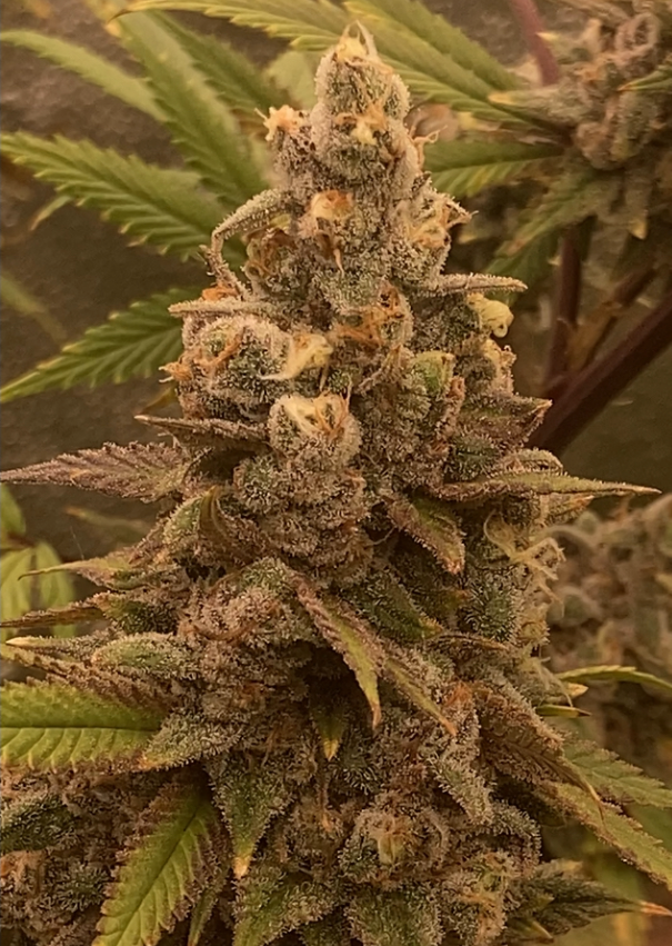 1974 Gainesville Green x Original Skunk x Afghani Landrace 