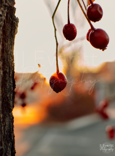 Sun Glare Berry 11x14 Image. 