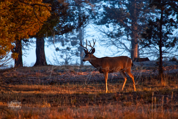 Majestic Deer 8x10 Image