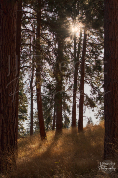 Tree Shadows 11x14 Image.