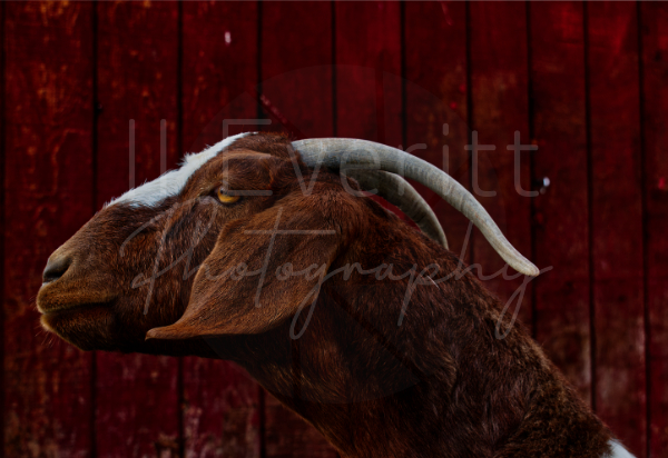 The GOAT 11x14 Image