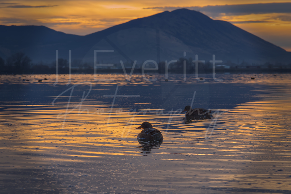 Duck swimming 8x10 Image.