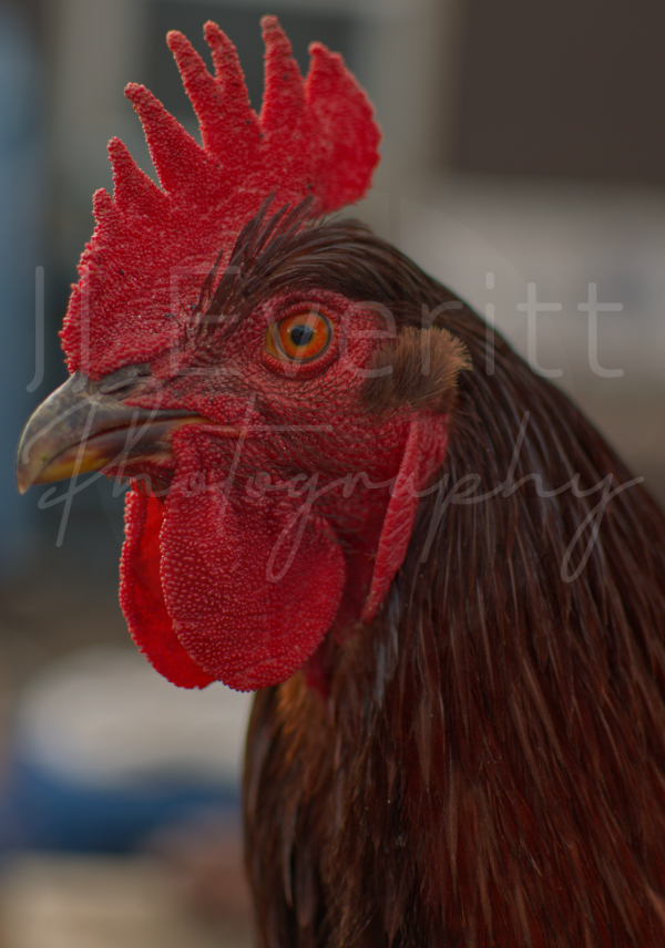 Big Rooster 11x14 image