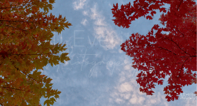 Fall Leafs Sky11x14 Image.