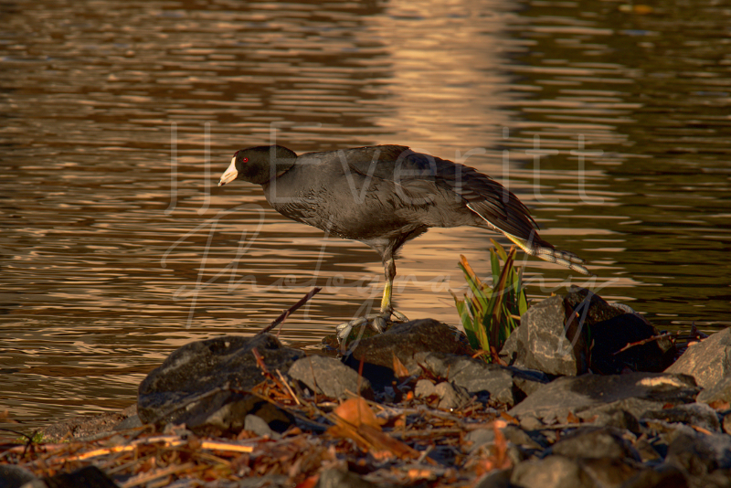 Yoga Bird 8x10 Image. 