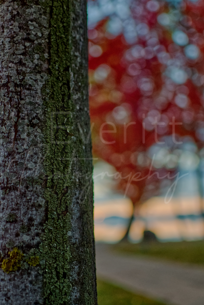 Tree Bark 11x14 Image. 