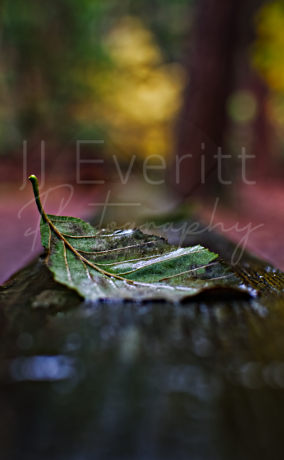 Green Leaf 11x14 Image.