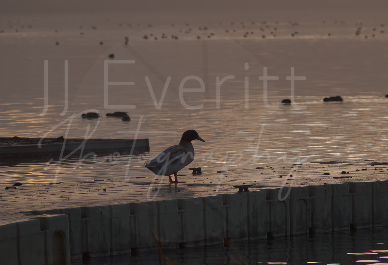 Duck on a dock 8x10 Image.