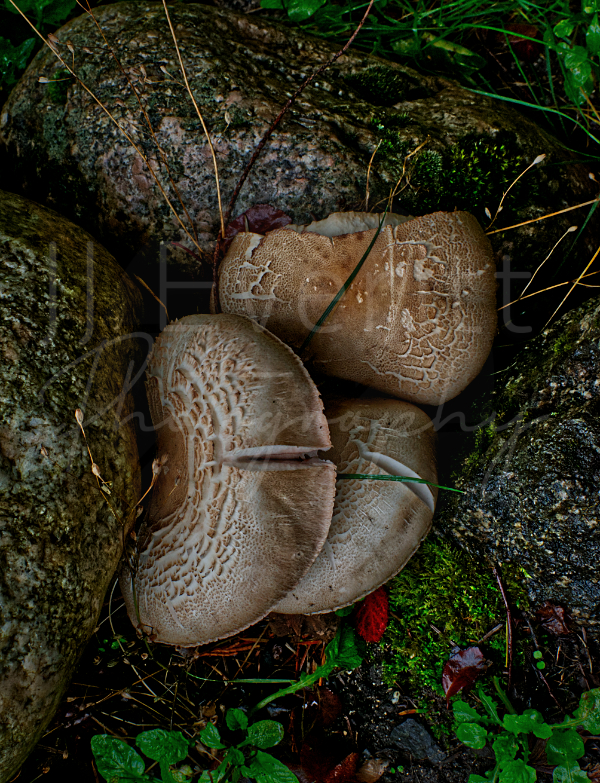 Mushrooms 8x10 Image. 