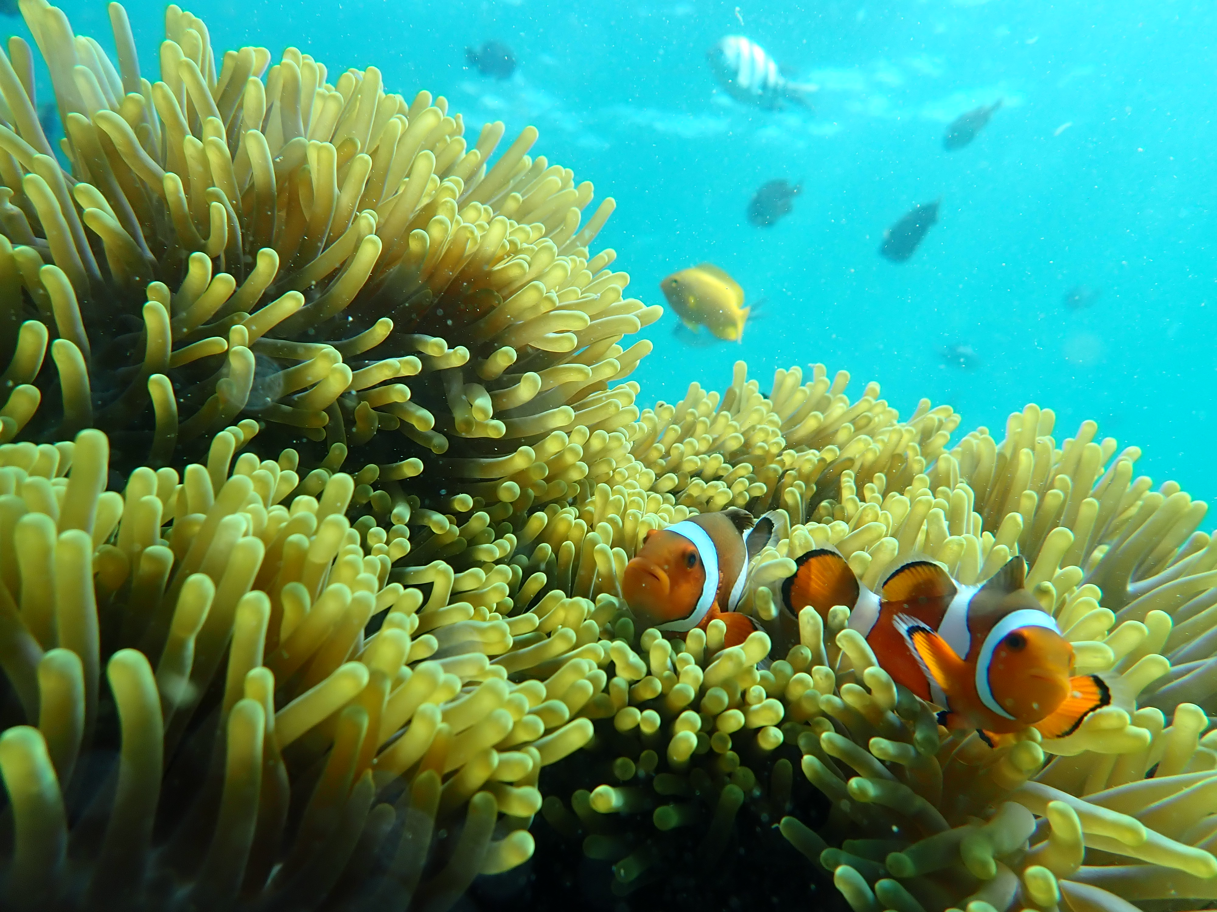 Guided Underwater Snorkeling Tour (1 hour per person)