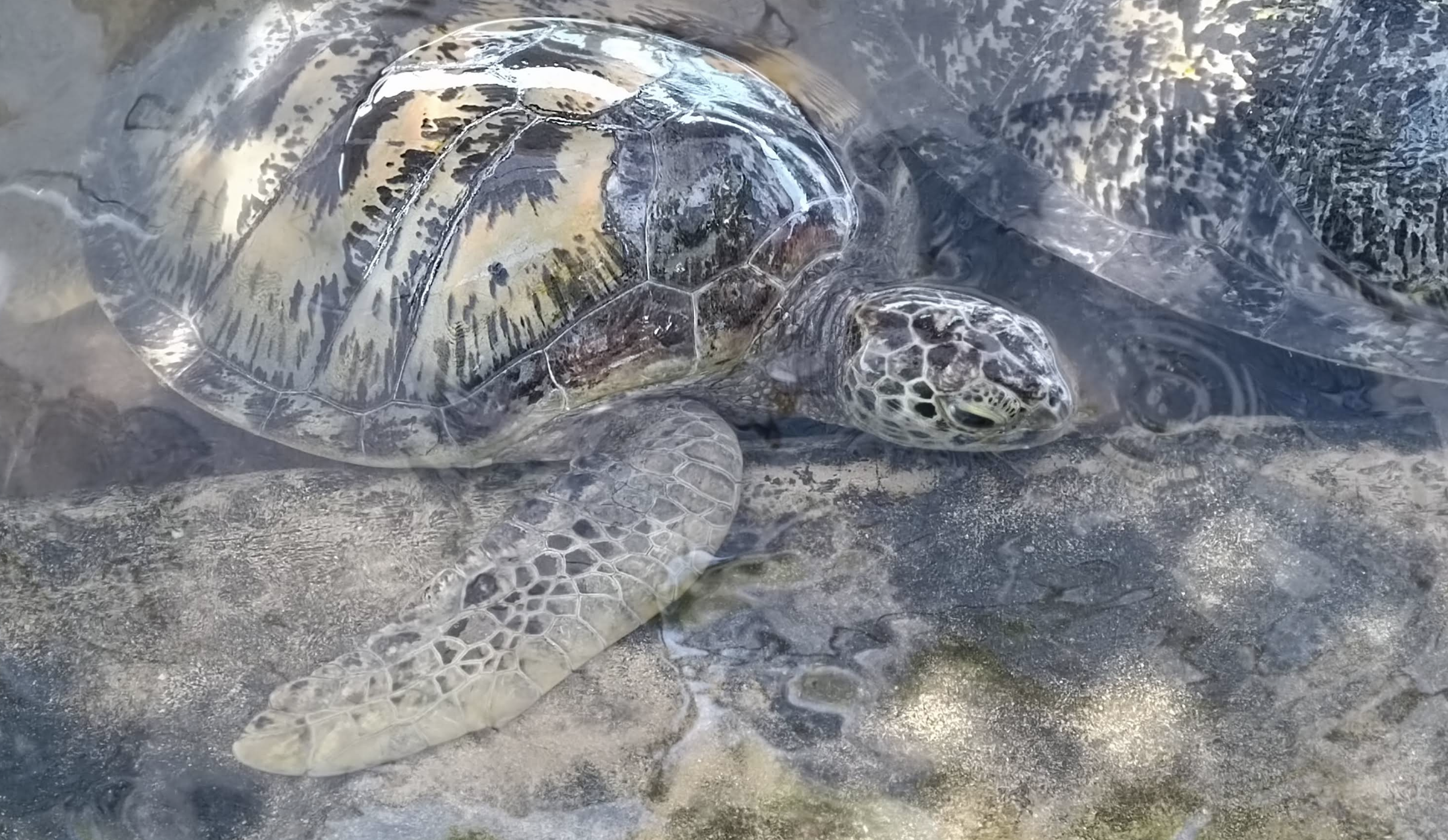 Glass Bottom Boat + Turtle Island (1 hour per person)